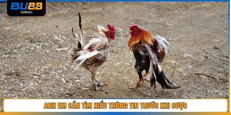 Anh em cần tìm hiểu thông tin trước khi cược