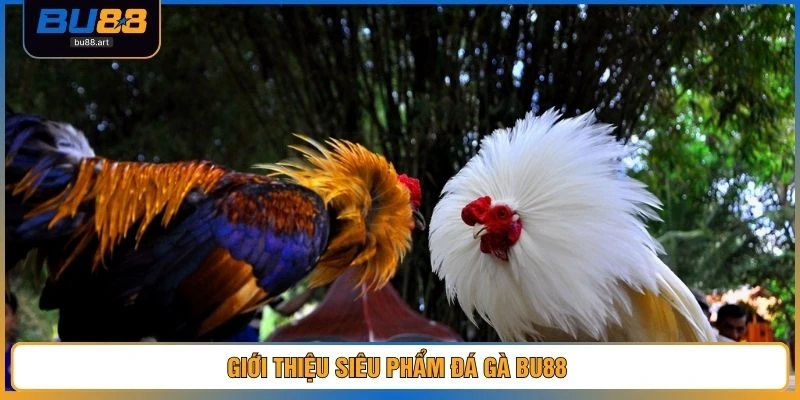 Giới thiệu siêu phẩm đá gà BU88 