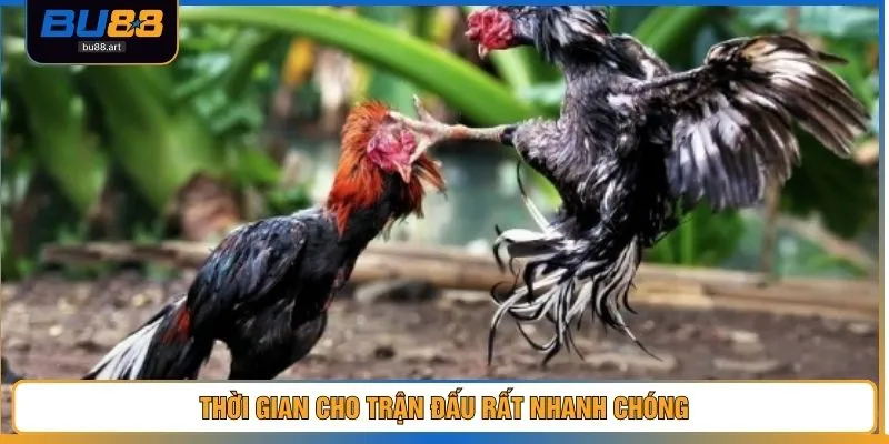 Thời gian cho trận đấu rất nhanh chóng