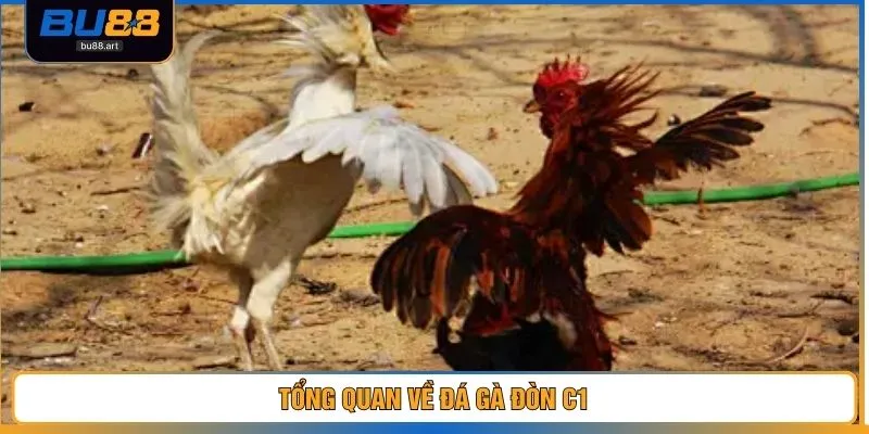 Tổng quan về đá gà đòn C1