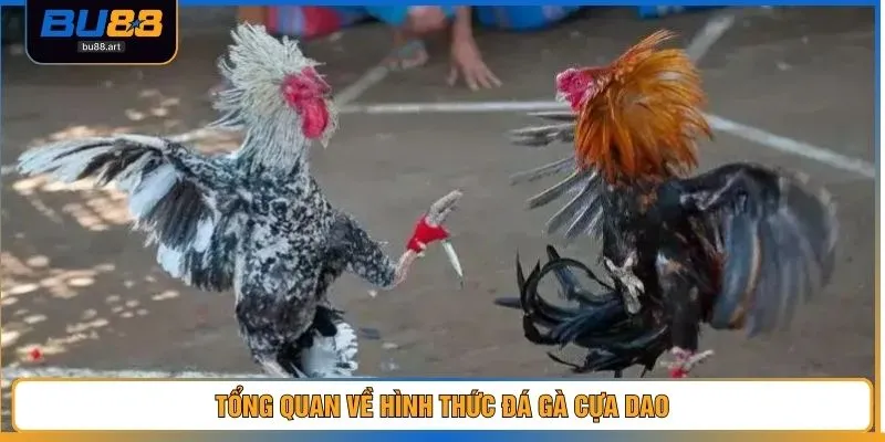 Tổng quan về hình thức đá gà cựa dao