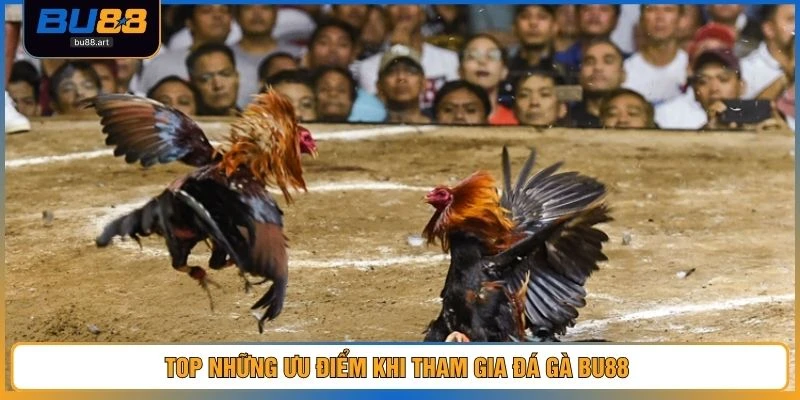 Top những ưu điểm khi tham gia đá gà BU88 