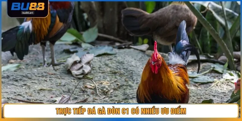 Trực tiếp đá gà đòn C1 có nhiều ưu điểm