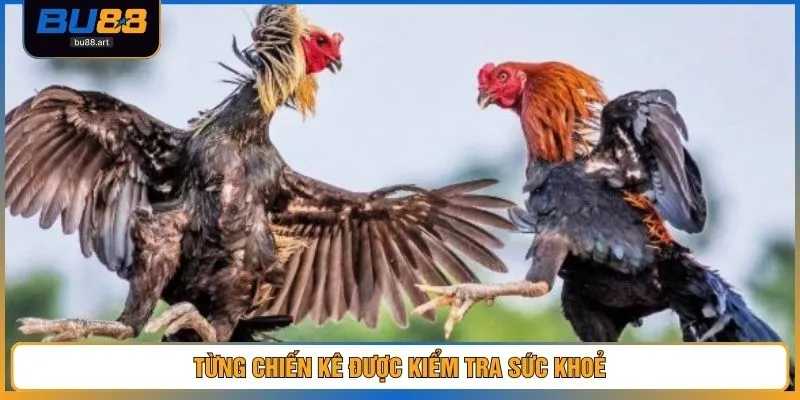 Từng chiến kê được kiểm tra sức khoẻ
